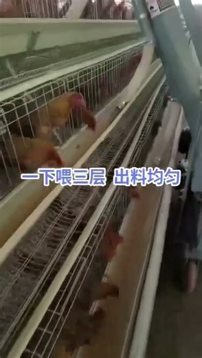 Automatic Feeding Vehicle, Used for Chicken Cage#poultry #chicken #farming #chickencage #feeding