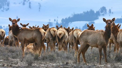 National Elk Refuge in Jackson Hole