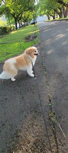 今日のわんこ🐶