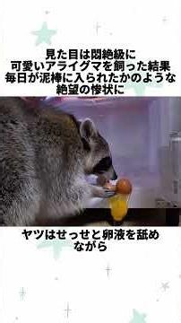 見た目は悶絶級に可愛いアライグマを飼った結果、毎日が泥棒に入られたかのような絶望の惨状に、獣医が下したまさかの診断に飼い主も唖然 #訓犬#ペット訓練#ヨークシャー#占有欲#韓国の調教師