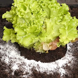 700K views · 1.1K reactions | Smart Plant Cultivation Tricks & Other Useful Hacks | Crafty Panda How | Facebook