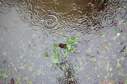 How much rain fell in Oregon amid flood watch? What to know