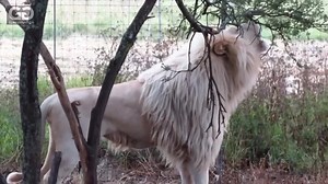 291K views · 6.6K reactions | King Moya: One roar will often trigger a chorus from the whole GG pride. That roar, a low grumble, building in intensity, sends a vibrating signal throughout his domain. It’s usually very difficult to video Moya roaring as he is typically a ‘moving roarer’ not a ‘standing roarer’  Apologies for my talking sometimes I just can’t help myself  | GG Conservation Glen Garriff | Facebook