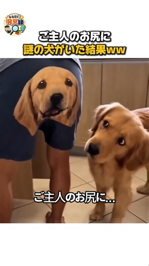 【放送事故】ご主人のお尻に謎の犬！？
