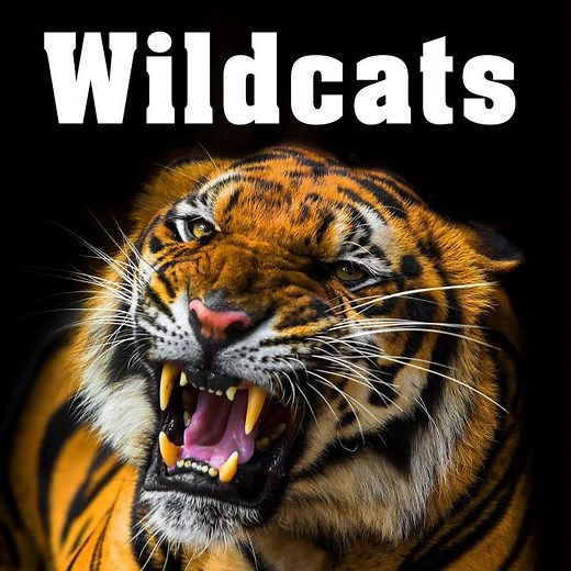 Adult Tiger Lets out a Spitting Hiss