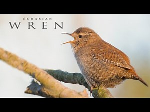 Bird sounds. Eurasian Wren singing