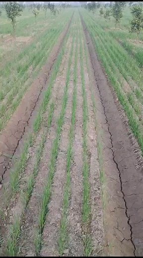 2.1K views · 312 reactions | Showing of wheat with Israeli technology. #reelsinstagram #reelsfb #reelsviral #reelsvideo #Reels #Reel #agriculture #viralreels #fbreels #trendingreels #facebookreels #viralshorts #viralshort #fbshorts #shortsfeed #virals #viralvideo | Agriculture farmer | Facebook