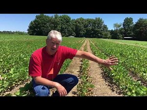 Palmer Pigweed Management through the Season