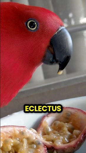 The truth about Eclectus parrots… 🤯🦜❤️ #parrot #parrotlover #eclectusparrot