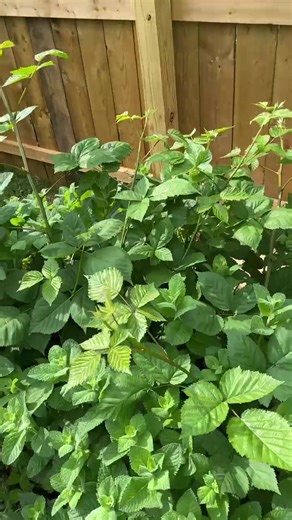 Keep Rabbits Out of Your Berry Bushes Effectively