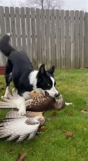 Hero Dog Scout Saves Duck from Hawk Attack! #DogHero #WildlifeRescue