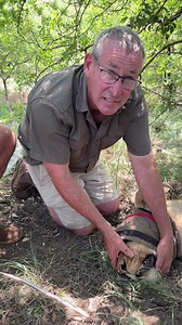 786K views · 4.9K reactions | Sharp healthy teeth are an indication of an animal in its absolute prime! 女#fyp #fbreels #lions #viralreels #videosvirales | Ivan Carter | Facebook
