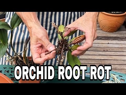 Orchid root rot , identify it before its too late