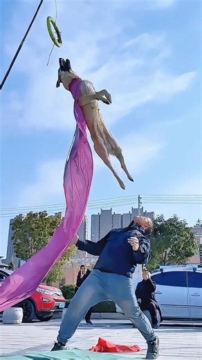 Duniya ka Sabse Uncha Jump? 😱 Super Dog Stunt! 🐕🚀 #shorts #viral #youtubeshorts