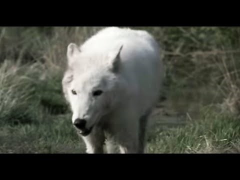 Lobo in Love | Lobo | The Wolf That Changed America | BBC Earth