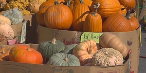 Jon Henry Store gives pumpkin care tips for fall season