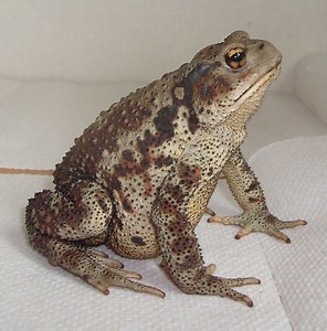 Asiatic toad - Alchetron, The Free Social Encyclopedia