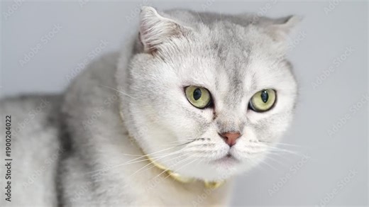 |cannot access local variable 'response' where it is not associated with a value