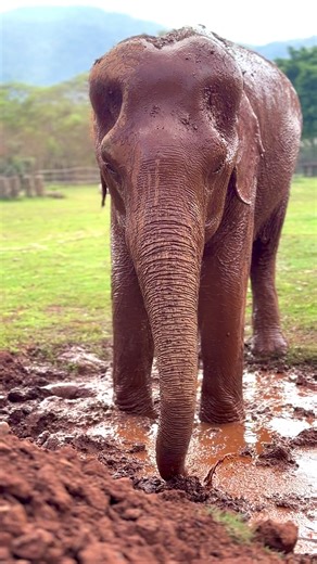 Grandma Fhandee, enjoying her evening mud bath 🤍🐘 Each evening, before making her way to her night shelter, Grandma Fhandee takes her time in the mud. It protects her skin from insects, soothes irritation, and helps regulate her body temperature — a simple ritual that keeps her comfortable. In this quiet moment, some may see only an elephant enjoying a bath. But for Grandma Fhandee, the journey to reach this peaceful moment has not been easy. Rescued in July 2023, she arrived both blind and de