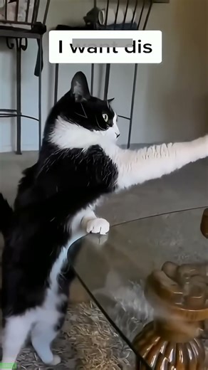 Cat Funny Videos 🙀 #animals 🐈‍⬛ # #3440