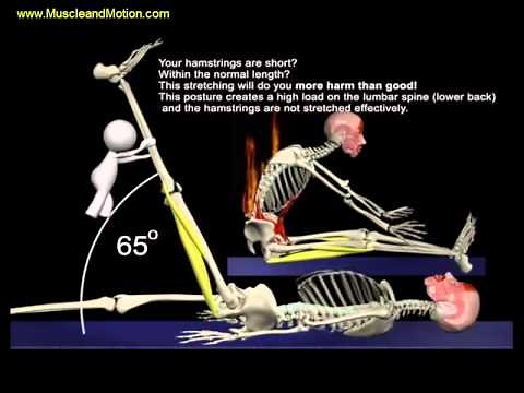 The Proper Technique for the Seated Hamstring Stretch: 3D Animation of Muscles in Motion