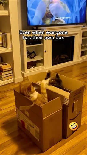 Epic Cat Moments Caught on Camera 😸📸