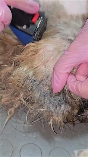 This dog's fur transformation 😍 #shorts #petgrooming #beforeandafter
