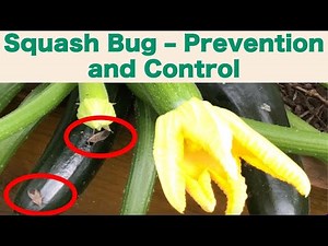 How to Prevent and Control Squash Bugs
