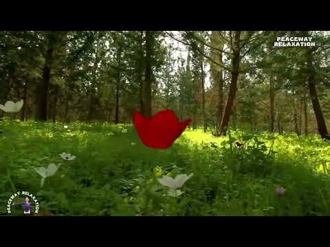 PEACEFUL GRASSY FIELD WITH WILDFLOWERS & TREES | RELAXING NATURE SCENERY IN 4K