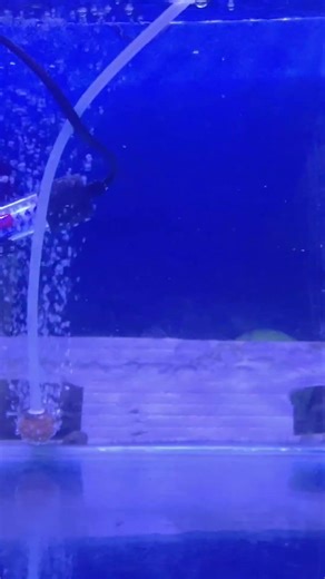 osm Head flower horn fish 🤍