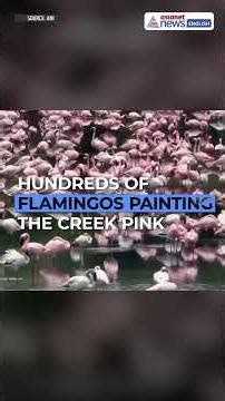 Flamingos Arrive in Navi Mumbai! Mesmerising Pink Spectacle at Nerul Creek
