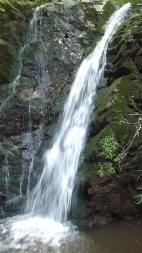 Waterfall Sounds in the Forest 🌿 Nature ASMR