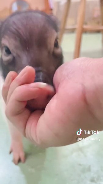 Take out some food,the piglet comes over to you .#cutepiggy #pigeating #happypig