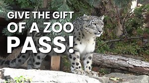 Give a Zoo Pass as a gift! 🌟 Unlock wild fun at the Milwaukee County Zoo with free regular admission, attraction coupons and perks like discounted events and priority registration for Zoo Classes and Summer Camps! You'll even receive a cuddly plush-toy tiger with every new gift 🐅 Hurry, while supplies last! Order by Dec. 14, 2023, to ensure it arrives just in time for the holidays! Visit zoopass.com or give us a call at 414-258-2333 to snag a Zoo Pass package—it's not just a gift, it's an unfo