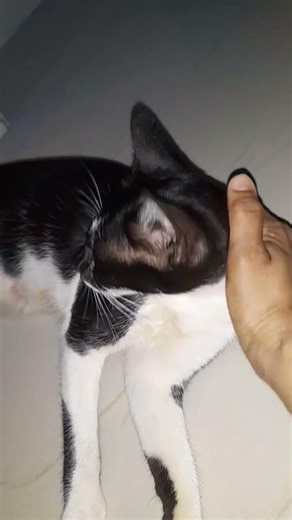 വരുന്നുണ്ട് #cat #comedydub #comedyfilms #funny #dubscp #comedy #dubsmashindia #funnycomedy #nature