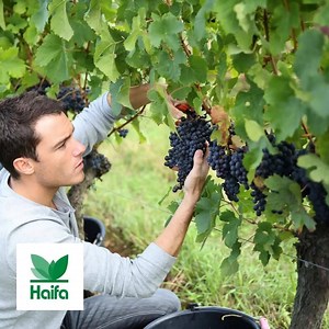 Haifa's premium fertilizers provide optimized plant nutrition with proven added values of high efficiency, crop-suitability and purity 🌱 For more details, visit our website >> | Haifa Group - Pioneering the Future