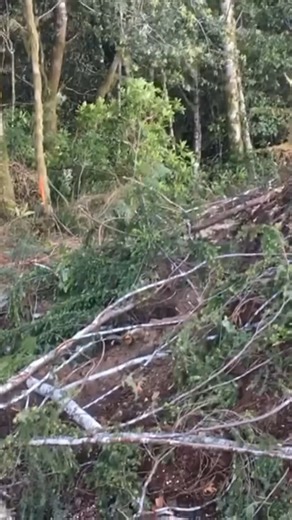 The mighty Cat 545 skidder #logging #cat #caterpillar | Benjamin Matdermongel