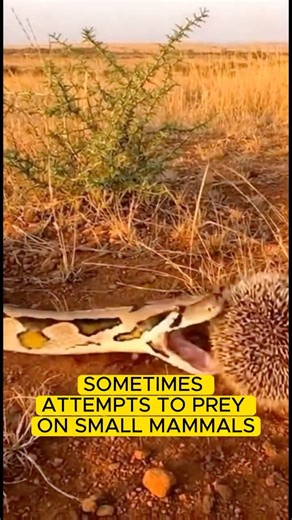 Spines beat strength 🦔🐍 African rock python vs African hedgehog