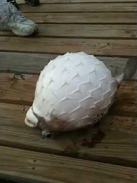 Puffer Fish survives - doesn't explode