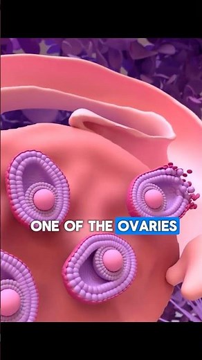 The Menstrual Cycle | 3D Animation