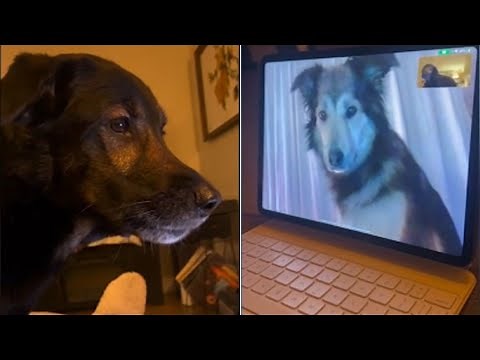 Doggie best friends stay in touch via FaceTime