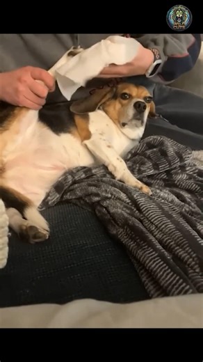 POV: Gravity just won the battle against my dog 🤫🐶#lazydog #dogmemes #funnydogs #doglife #aww #pets