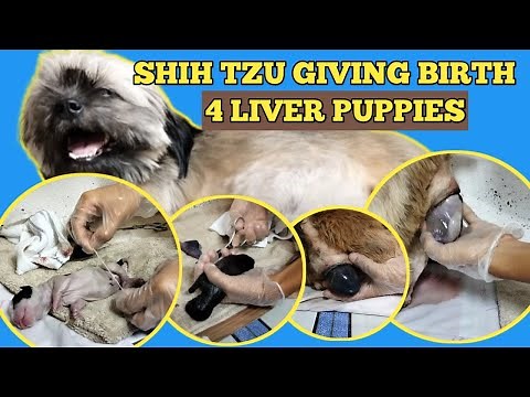 SHIH TZU GIVING BIRTH / HOW TO HELP DOG TO GIVE BIRTH?/ PAANO MAG PAANAK NG ASO?