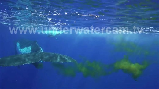 Humpback Whale Poops In Front Of Divers - Pooping Against Climate Change on Nature TV