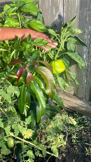 Reaping from the garden | How We Rowes Cook