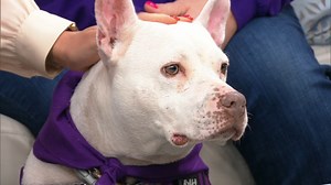 Dogs for adoption in Illinois: Adopt Bella through Animal Rescue Foundation in Wheaton
