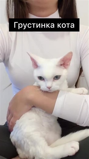 Devon Rex cat #devonrexsale #devonkitten #devon #devonrexkitty #catsale #cattiktok #devonrexcat #devonrextitok #devonrexes #devonrexkitten