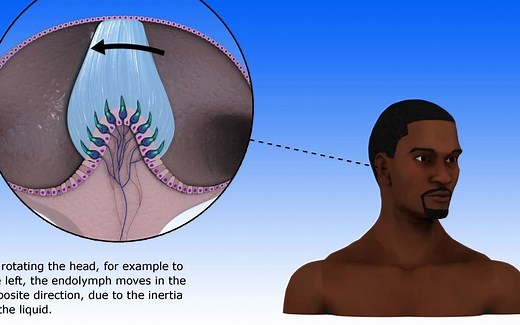 前庭（本体）觉