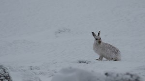 65 reactions · 6 comments | Mountain hares have a grey-brown coat during the summer that turns white in the winter with only the tips of the ears staying black!   | WWF Scotland | Facebook