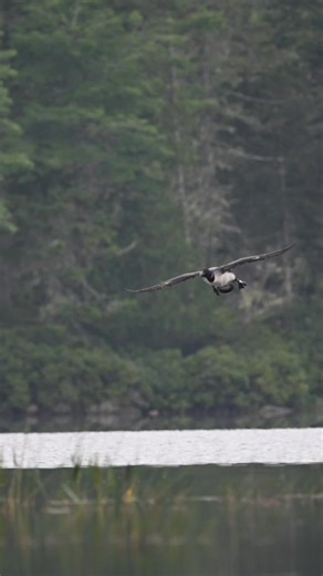 Loon announces his return to the territorial pond. Tremolos in the air and a wail to locate his partner after the landing. | Ray Yeager - RTY Photography